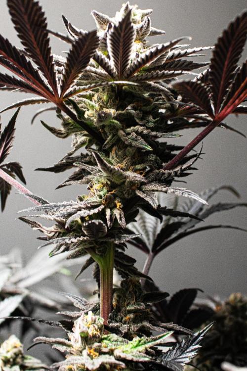 Grow 6.3 | Mendo Dope Farms | Skoochie. Week 15
