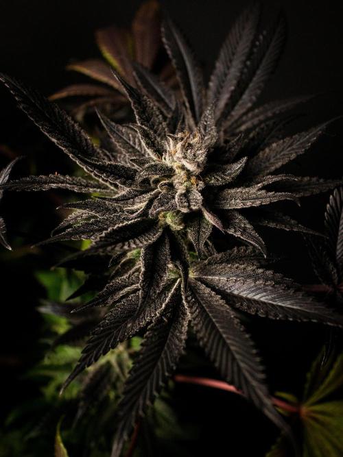 Grow 6.2 | Doctors Choice | Black Mamba. Week 13