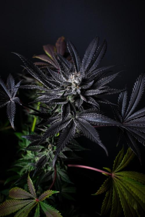 Grow 6.2 | Doctors Choice | Black Mamba. Week 13