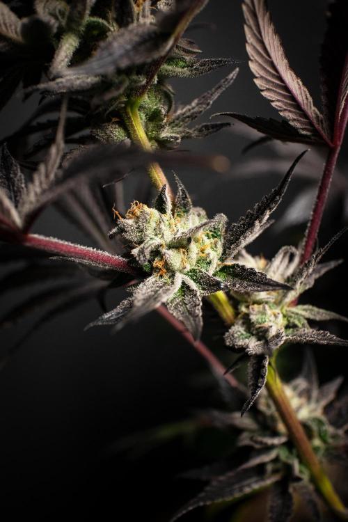 Grow 6.2 | Doctors Choice | Black Mamba. Week 13