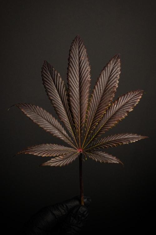 Grow 6.2 | Doctors Choice | Black Mamba. Week 13