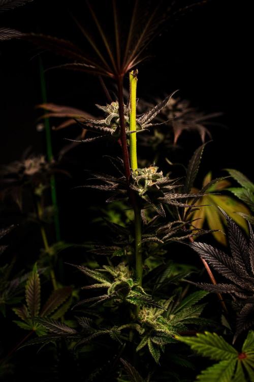 Grow 6.2 | Doctors Choice | Black Mamba. Week 13