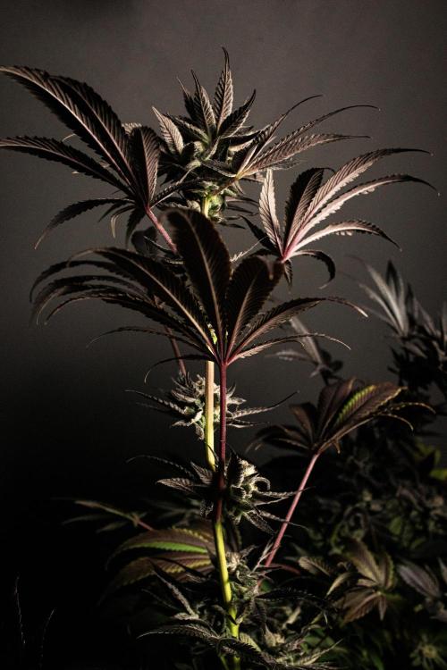Grow 6.2 | Doctors Choice | Black Mamba. Week 13