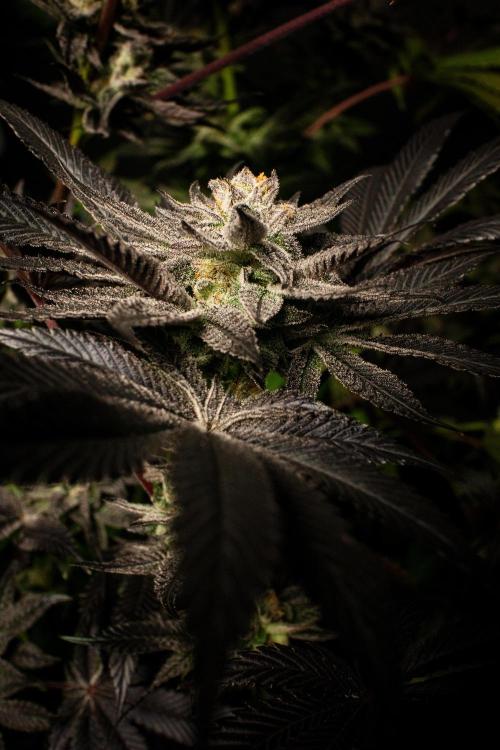 Grow 6.2 | Doctors Choice | Black Mamba. Week 13