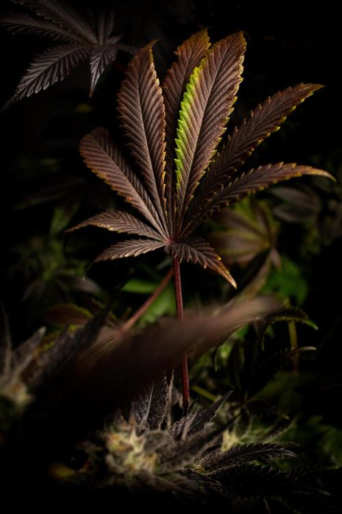 Grow 6.2 | Doctors Choice | Black Mamba. Week 13