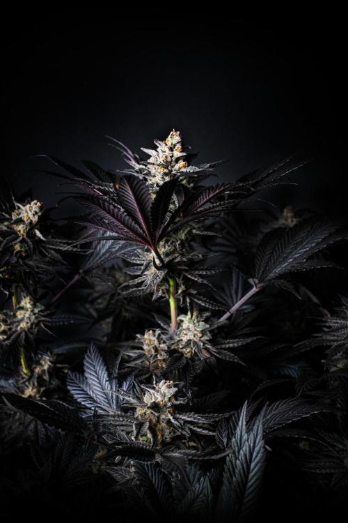 Grow 6.2 | Doctors Choice | Black Mamba. Week 14