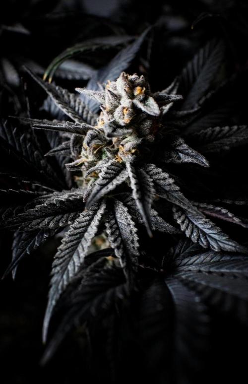 Grow 6.2 | Doctors Choice | Black Mamba. Week 14