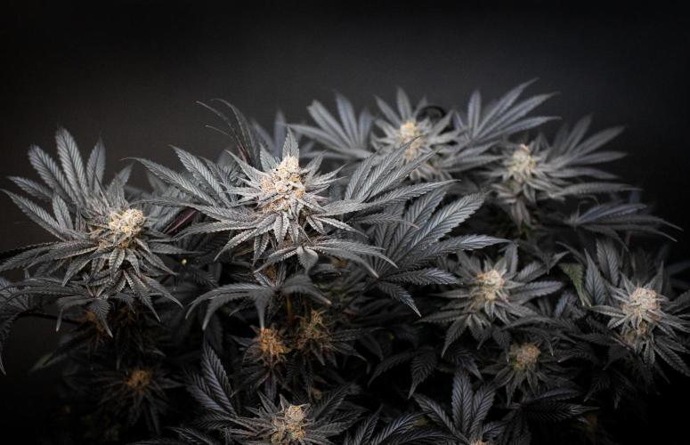 Grow 6.2 | Doctors Choice | Black Mamba. Week 14