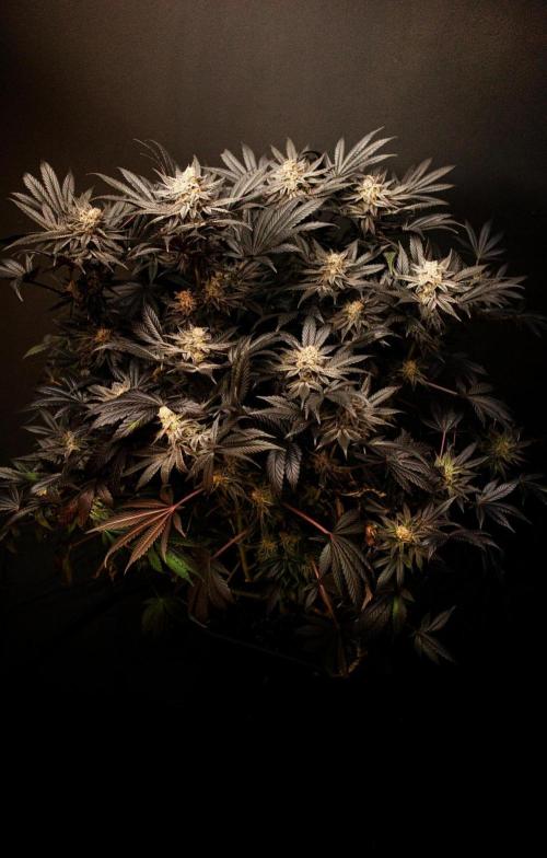 Grow 6.2 | Doctors Choice | Black Mamba. Week 14