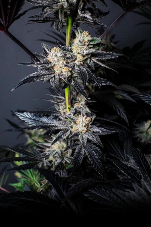Grow 6.2 | Doctors Choice | Black Mamba. Week 14
