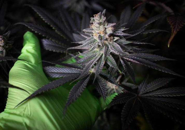 Frosted Skoochie. Week 16