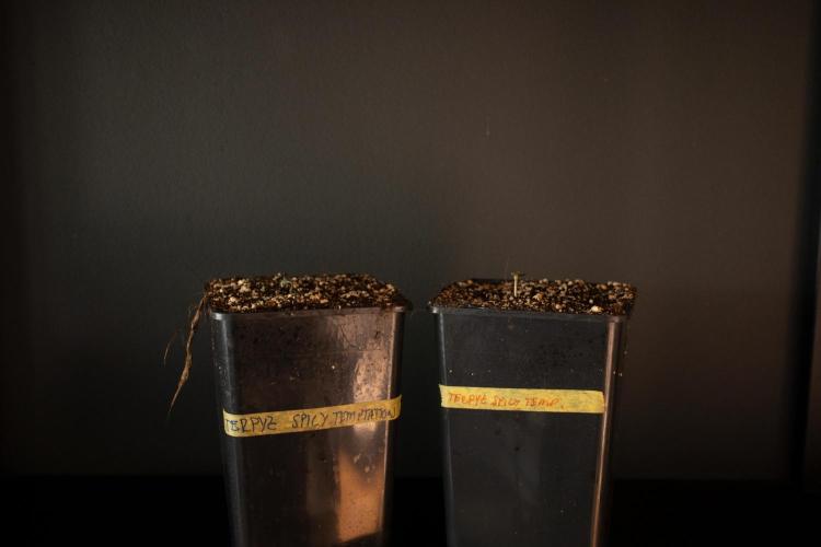 Grow 7.7 | Terpyz | Spicy Temp. RG. Week 0