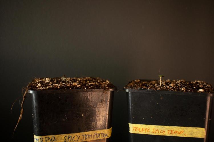Grow 7.7 | Terpyz | Spicy Temp. RG. Week 0