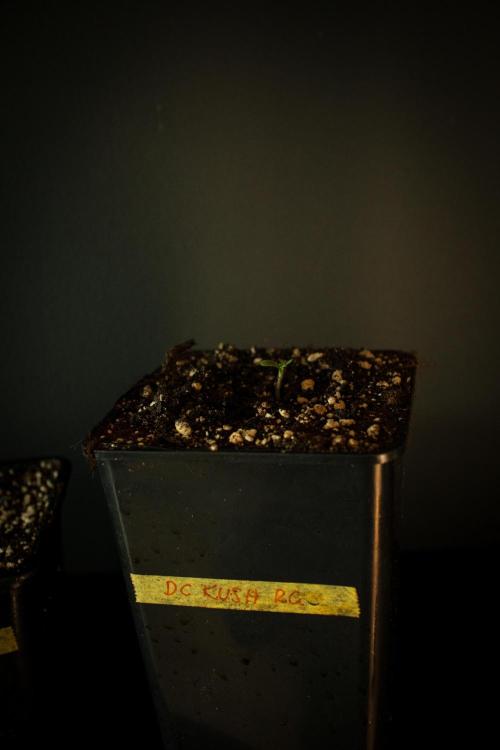 Grow 7.1  | Doctors Choice | DC Kush. Week 0