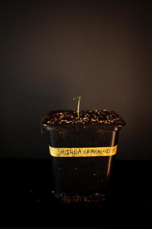 Grow 7.5 | Green House | Shishka Lemon. Week 0