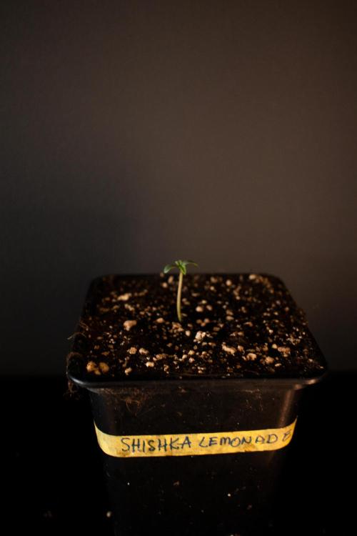 Grow 7.5 | Green House | Shishka Lemon. Week 0