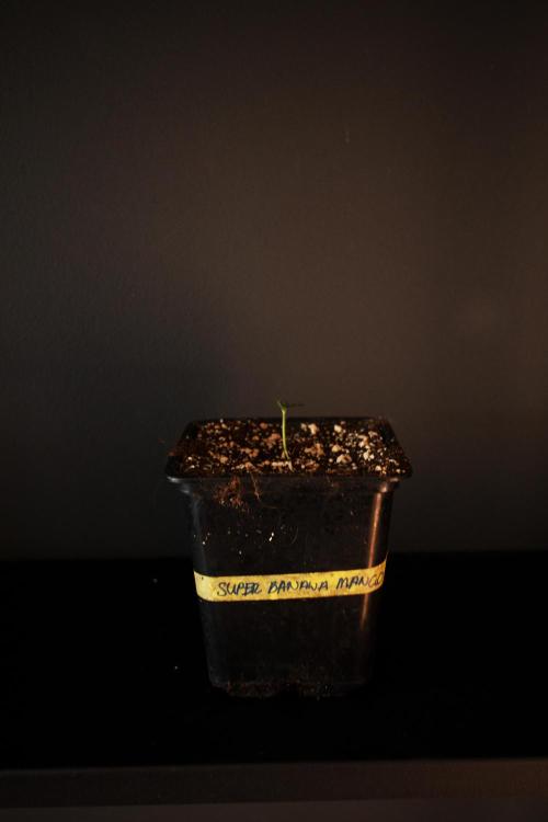 Grow 7.6 | Green House | Super Banana. Week 0
