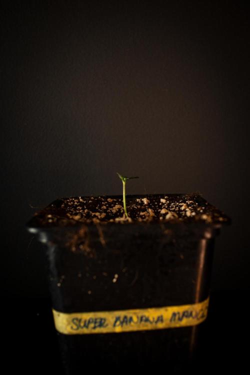 Grow 7.6 | Green House | Super Banana. Week 0