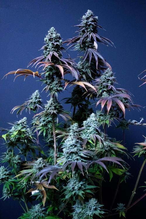 Bio Tabs Grower Interview 2026. Week 11
