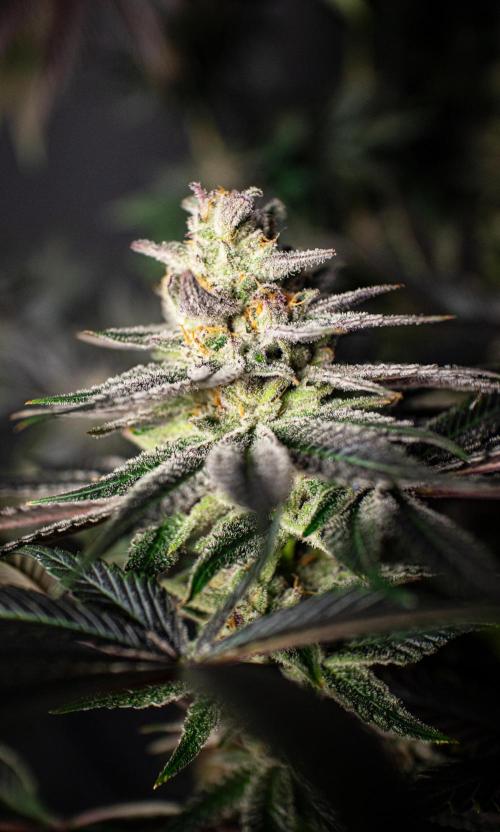 Bio Tabs Grower Interview 2026. Week 11