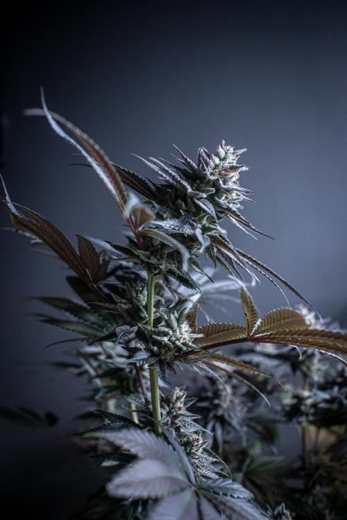 Bio Tabs Grower Interview 2026. Week 11
