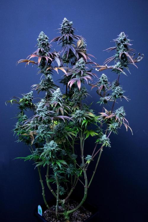 Bio Tabs Grower Interview 2026. Week 11