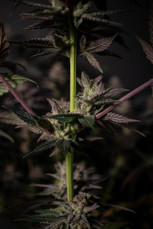 Bio Tabs Grower Interview 2026. Week 11