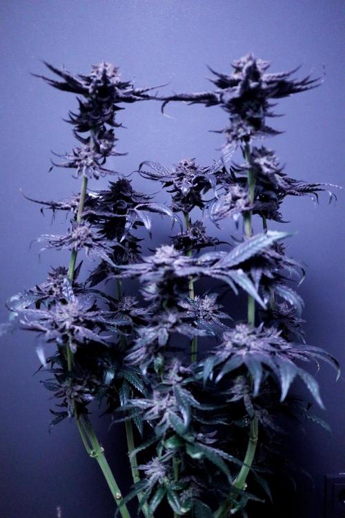 Bio Tabs Grower Interview 2026. Week 11
