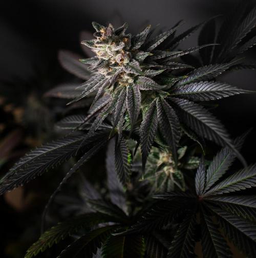 Bio Tabs Grower Interview 2026. Week 11
