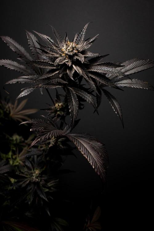 Bio Tabs Grower Interview 2026. Week 11