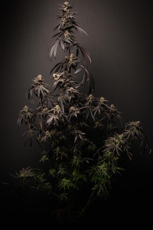 Bio Tabs Grower Interview 2026. Week 11
