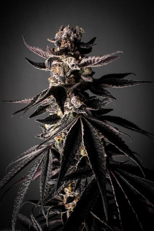 Lowryder regular. Week 11