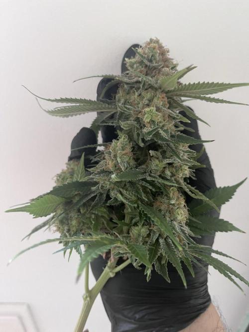 Bio Tabs Grower Interview 2026. Week 11