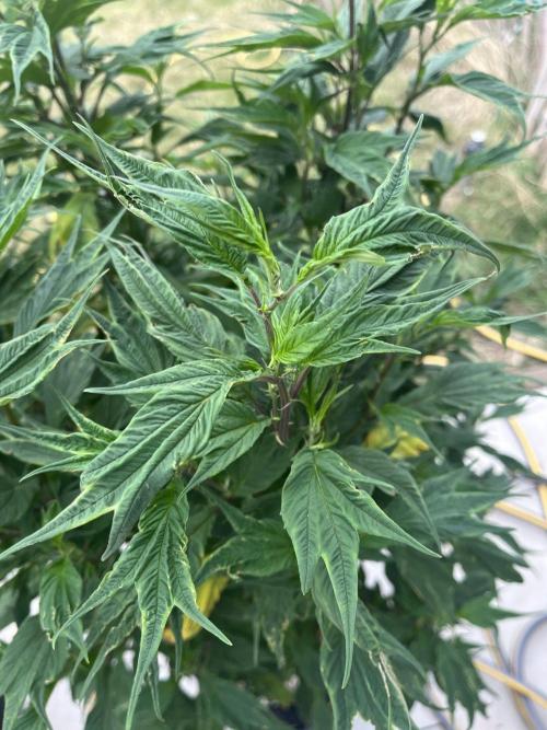 Bio Tabs Grower Interview 2026. Week 11