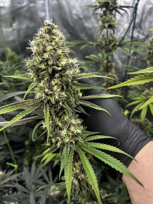 Bio Tabs Grower Interview 2026. Week 11