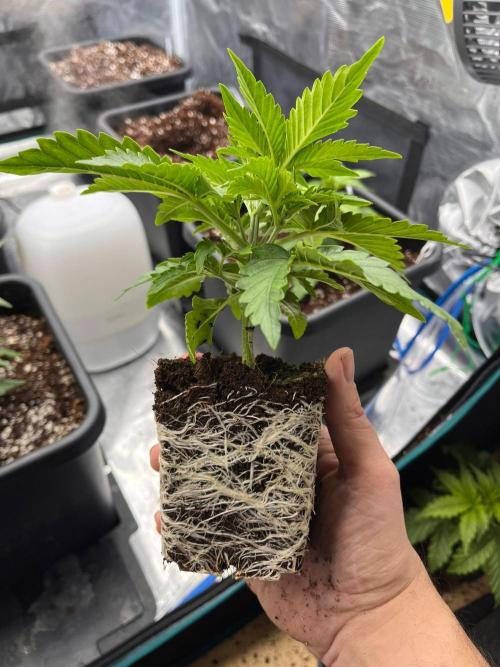 Bio Tabs Grower Interview 2026. Week 11