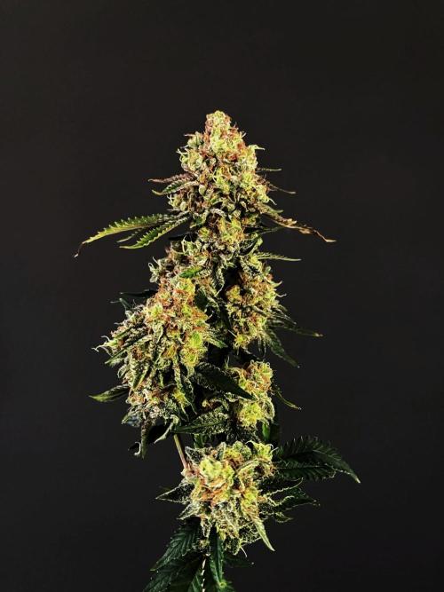 Lowryder regular. Week 11