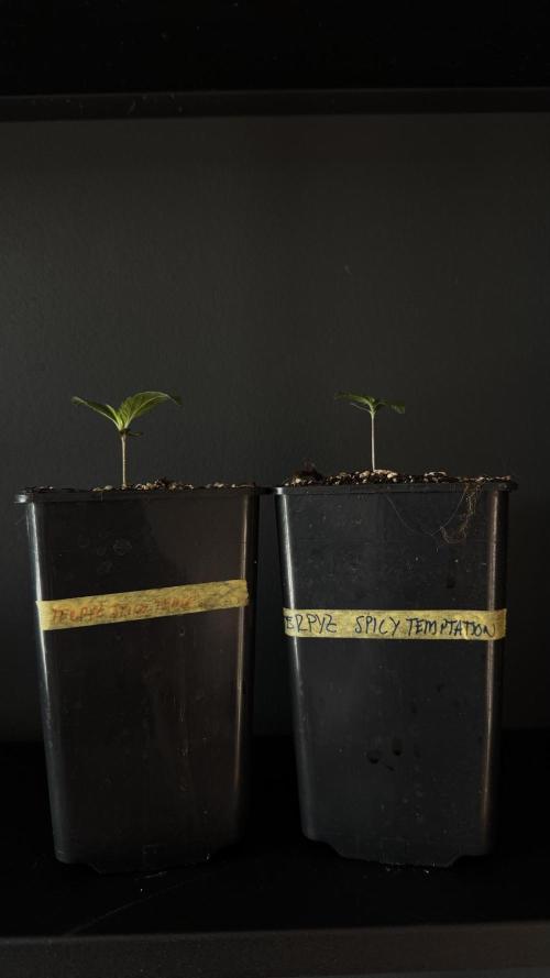 Grow 7.7 | Terpyz | Spicy Temp. RG. Week 1