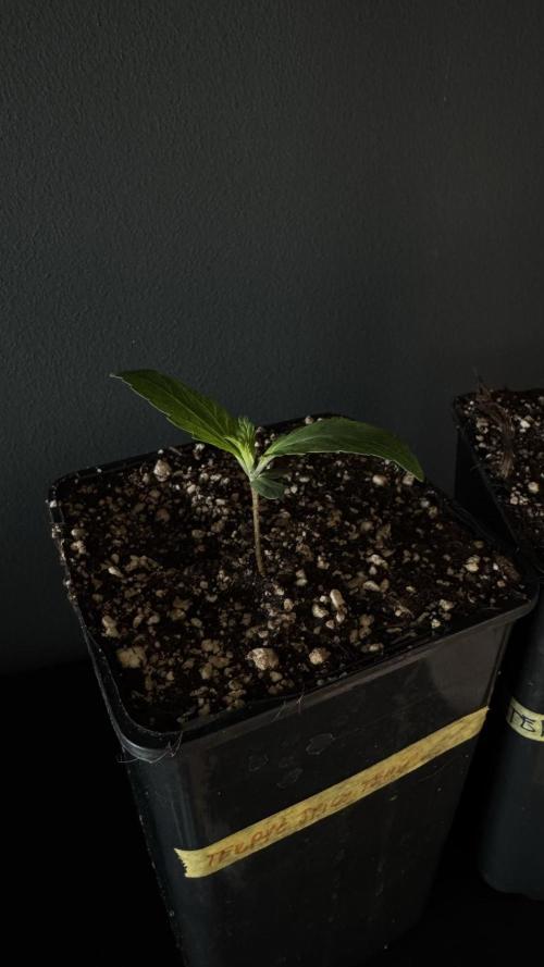 Grow 7.7 | Terpyz | Spicy Temp. RG. Week 1