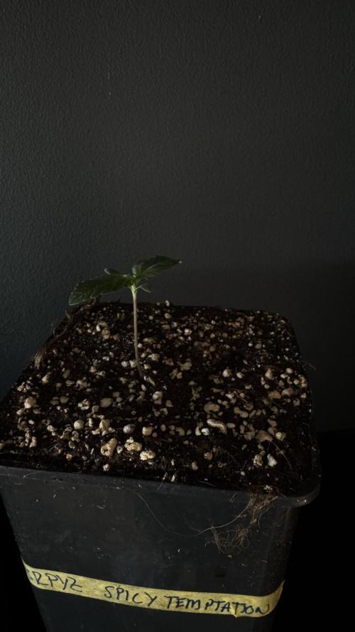 Grow 7.7 | Terpyz | Spicy Temp. RG. Week 1