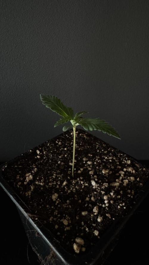 Grow 7.1  | Doctors Choice | DC Kush. Week 1