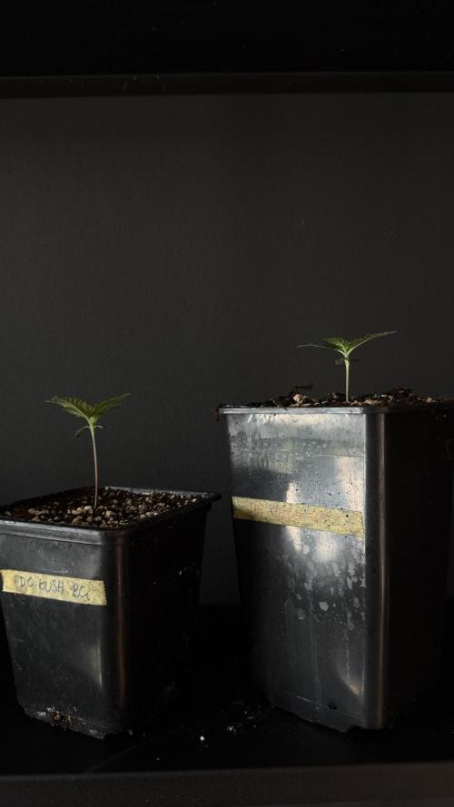 Grow 7.1  | Doctors Choice | DC Kush. Week 1