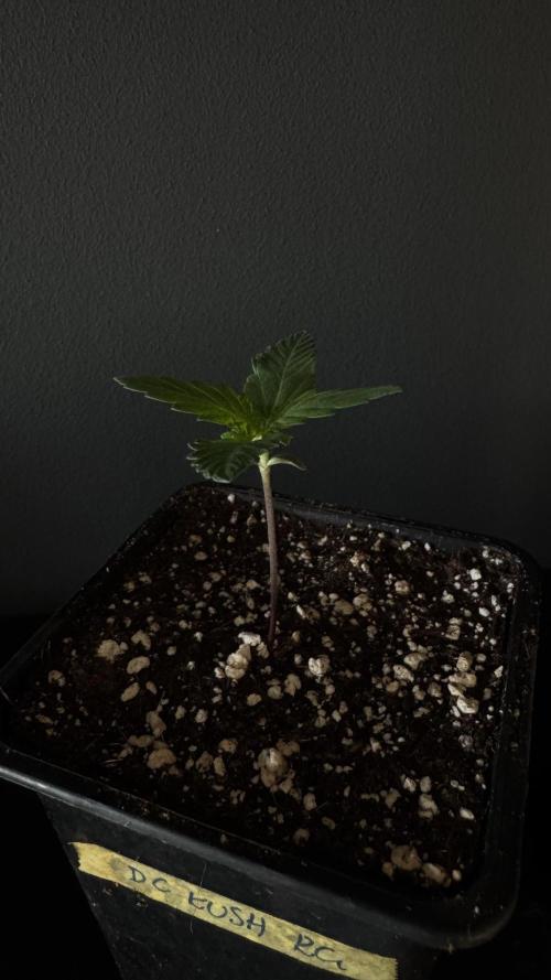 Grow 7.1  | Doctors Choice | DC Kush. Week 1