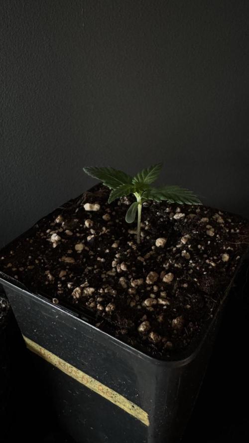 Grow 7.1  | Doctors Choice | DC Kush. Week 1
