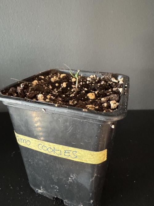 Grow 7.4 | Zamnesia| GMO Cookies. Week 1