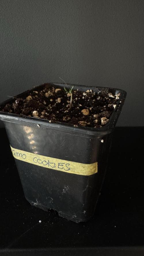 Grow 7.4 | Zamnesia| GMO Cookies. Week 1