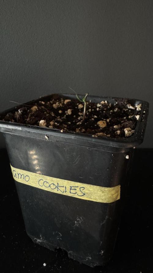 Grow 7.4 | Zamnesia| GMO Cookies. Week 1