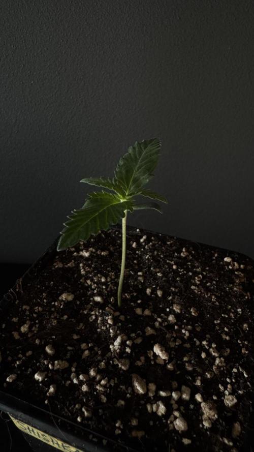 Grow 7.5 | Green House | Shishka Lemon. Week 1