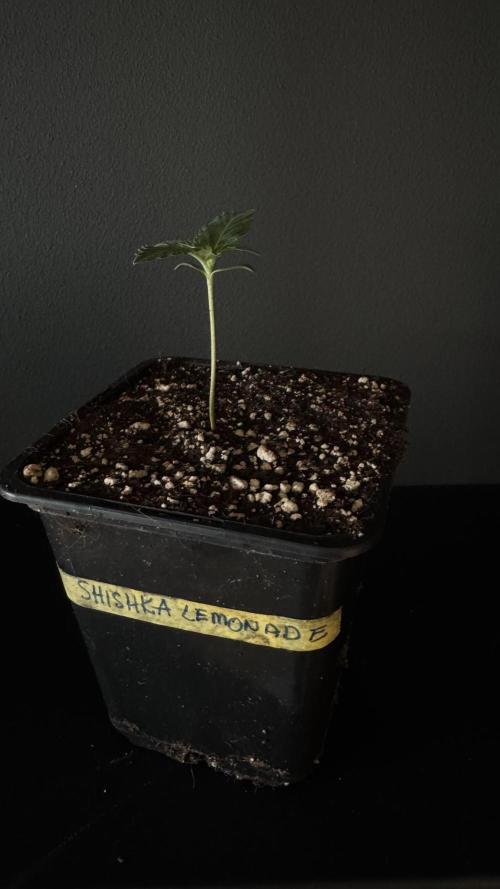 Grow 7.5 | Green House | Shishka Lemon. Week 1