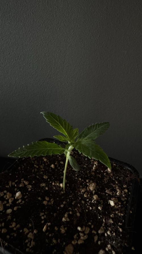 Grow 7.6 | Green House | Super Banana. Week 1
